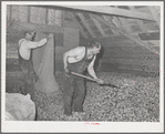 Spreading out green hops in drying room of kiln. Yakima County, Washington
