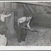 Spreading out green hops in drying room of kiln. Yakima County, Washington