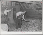 Spreading out green hops in drying room of kiln. Yakima County, Washington