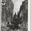 Portable-type mechanical hop picker in the field. Yakima County, Washington
