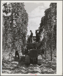 Portable-type mechanical hop picker in the field. Yakima County, Washington