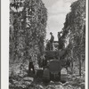 Portable-type mechanical hop picker in the field. Yakima County, Washington