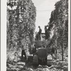 Portable-type mechanical hop picker in the field. Yakima County, Washington