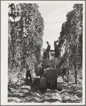 Portable-type mechanical hop picker in the field. Yakima County, Washington