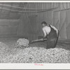 Green hops are spread thirty-two inches deep in the drying room of kiln. Yakima County, Washington