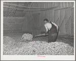 Green hops are spread thirty-two inches deep in the drying room of kiln. Yakima County, Washington