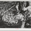 Hop picker and basket. Yakima County, Washington