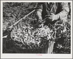 Hop picker and basket. Yakima County, Washington