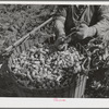 Hop picker and basket. Yakima County, Washington