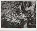 Hop picker and basket. Yakima County, Washington