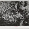 Hop picker and basket. Yakima County, Washington