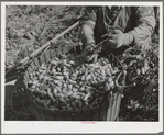 Hop picker and basket. Yakima County, Washington