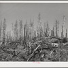 Burned over forest land. Clatsop County, Oregon