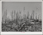 Burned over forest land. Clatsop County, Oregon