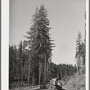 Giant logs being transported to mill by truck-trailer. Clatsop County, Oregon