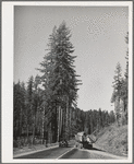 Giant logs being transported to mill by truck-trailer. Clatsop County, Oregon