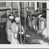 Gutting tuna at the Columbia River Packing Association. Astoria, Oregon