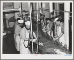 Gutting tuna at the Columbia River Packing Association. Astoria, Oregon