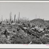 Cut-over forest land. Clatsop County, Oregon