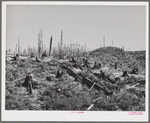 Cut-over forest land. Clatsop County, Oregon