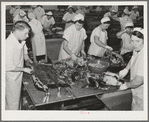 Skinning cooked tuna before canning. Columbia River Packing Association, Astoria, Oregon