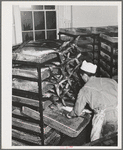 Putting gutted tuna into trays in which it will be steamed. Columbia River Packing Association, Astoria, Oregon