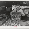 Dumping freshly-picked pears into chute which leads to washing vats. Hood River, Oregon