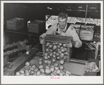 Dumping freshly-picked pears into chute which leads to washing vats. Hood River, Oregon