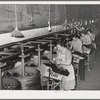 Grading, wrapping and packing pears at Hood River, Oregon. 6,500,000 boxes of freshly packed fruit are shipped from Hood River annually