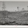 Cut-over forest land. Clatsop County, Oregon