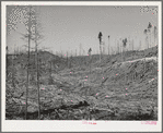 Cut-over forest land. Clatsop County, Oregon