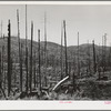 Cut-over burned-over forest land. Clatsop County, Oregon