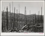 Cut-over burned-over forest land. Clatsop County, Oregon