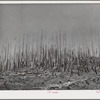 Cut-over burned-over forest land. Clatsop County, Oregon