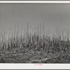 Cut-over burned-over forest land. Clatsop County, Oregon