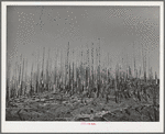 Cut-over burned-over forest land. Clatsop County, Oregon