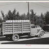 Crates of pears going into town for shipment by rail to the markets. Hood River, Oregon