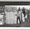 Packing crates of pears onto truck which will take them into town for shipment by rail to the markets. Hood River, Oregon