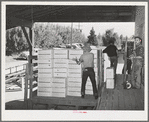 Packing crates of pears onto truck which will take them into town for shipment by rail to the markets. Hood River, Oregon