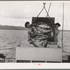 Unloading salmon from fishing boat at dock at Columbia River Packing Association. Astoria, Oregon