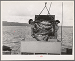 Unloading salmon from fishing boat at dock at Columbia River Packing Association. Astoria, Oregon