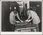 Putting cans of salmon in trays before placing in ovens, where they will be cooked one and a half hours. Columbia River Packing Association, Astoria, Oregon