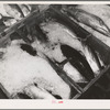 Tuna packed in ice waiting to be canned. Columbia River Packing Association, Astoria, Oregon