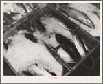 Tuna packed in ice waiting to be canned. Columbia River Packing Association, Astoria, Oregon