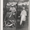 Tuna being packed in ice. Astoria, Oregon