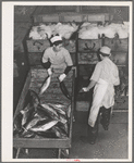 Tuna being packed in ice. Astoria, Oregon