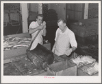 Slicing salmon for canning, Columbia River Packing Association, Astoria, Oregon