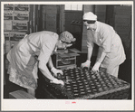 Packing canned salmon into cans at the Columbia River Packing Association. Astoria, Oregon