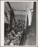 Heads and tails of salmon which will be boiled to reclaim the valuable oils. Columbia River Packing Association, Astoria, Oregon