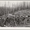 Tillamook County, Oregon. Lumber workers' housing in the Tillamook burn area